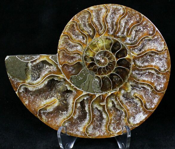 Agatized Ammonite Fossil (Half) #22272